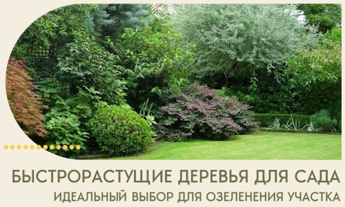Быстрорастущие деревья для сада идеальный выбор в Тутаеве